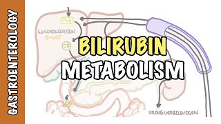 Bilirubin Metabolism  unconjugated and conjugated bilirubin [upl. by Eenel]