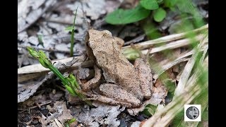 Pouvezvous trouver la Rainette crucifère camoufléCan you find the Camouflaged Spring Peeper [upl. by Valina]