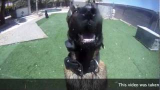 DOG BARKS IN YOUR FACE  Taken with GOPRO HERO HD CAMERA [upl. by Erle]