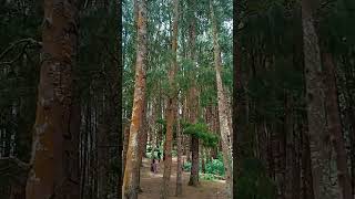 Pine Forest and lake Ooty nature forest [upl. by Donela723]