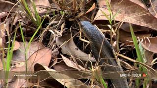 traditional street performers  cobra flute music played by snake charmer [upl. by Edrick381]