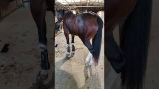 Something that may help Kissing spine and Wobblers Syndrome horses move more comfortably [upl. by Ernald]