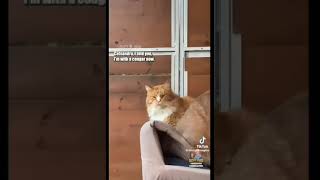 Cat Talking Complation Credits goes to dustymcdouglas funnycats cats dustydubs [upl. by Zzaj]