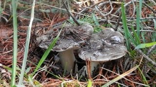 Tricholoma portentosum kaputxina [upl. by Ikiv860]