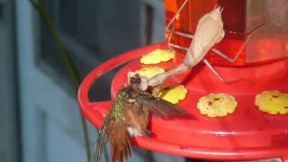 Praying Mantis kills hummingbird 3 [upl. by Grosvenor]