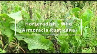 Horseradish Armoracia Rusticana  Foraging UK [upl. by Apeed]