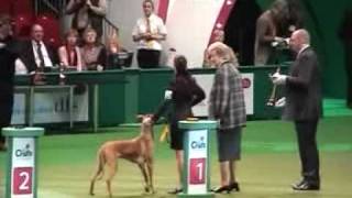 dfs Crufts 2010 Hound Group Part 3 of 3 [upl. by Namya]