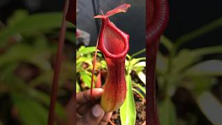 Found this beautiful Nepenthes x Ventrata today ❤️🌧️ carnivorousplants pitcherplant nepenthes [upl. by Northrup]