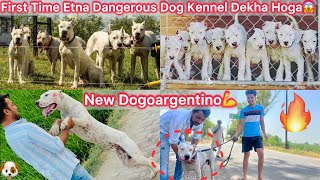 Dogoargentino Kennel Par Gye🐶New Dogoargentino Dog Le Aaye🔥Biggest And Most Dangerous Kennel😰 [upl. by Mitzi]