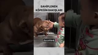 Köpek Sahiplenmek [upl. by Arron]