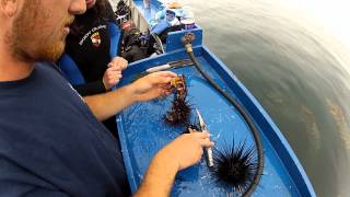 How to eat a Sea urchin [upl. by Kunz]