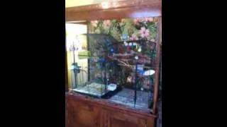 HomeMade Bird Cage Hutch [upl. by Jacqueline]