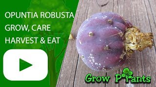 Opuntia robusta  grow harvest and eat [upl. by Tuhn]