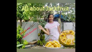 What is Jackfruit and how to eat it  health benefits of jackfruit  how to eat jackfruit  tasty [upl. by Irbmac906]