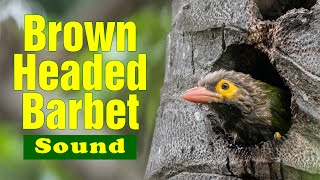 Brownheaded barbet sound and call  Kutroo…Kura Kura communication of Barbets  Familiar bird sound [upl. by Nnairret]