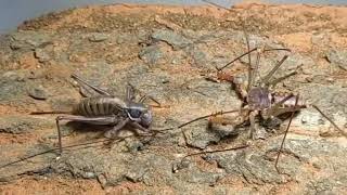 🔥 Epic Showdown Tailless Whip Scorpion vs Katydid Prepare for Thrills [upl. by Milan962]