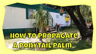 How To Propagate A PonyTail Palm Easy Peasy [upl. by Ahsiekit391]