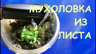 Венерина мухоловка Dionaea muscipula размножение листовым черенком [upl. by Delcine]