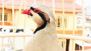 Best Chukar Partridge Singing  صدای کبک مست [upl. by Ciprian]