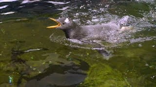 Watch Adorable Baby of Gay Penguin Dads Learn How to Swim [upl. by Cletus]