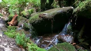 Smokey Mountains National Park Backwoods Creek Part 5 [upl. by Mulligan]