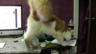 Maine Coon Stud Louie Chirp and Trill [upl. by Bradway]