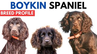 Boykin Spaniel Breed Profile History  Price  Traits  Boykin Spaniel Grooming Needs  Lifespan [upl. by Zanze335]