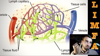 SISTEMUL LIMFATIC ușor de înțeles [upl. by Xuaeb]