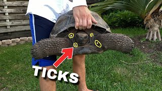 PULLING TICKS OFF TORTOISES We FOUND MORE Update [upl. by Erdnaed]