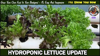 Hydroponic Lettuce Rail System Update [upl. by Meeks]