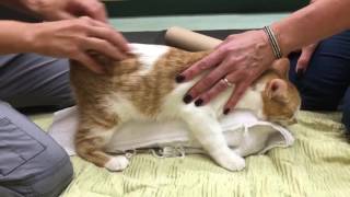 Feline Cerebellar Hypoplasia Physical Rehabilitation Session [upl. by Annahael]