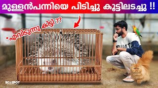 കണ്ടാൽ മുള്ളൻ പന്നി പക്ഷെ മുള്ളൻ പന്നി അല്ലേ  Introducing New Pet Hedgehog to Its Brand New Cage [upl. by Lomasi751]