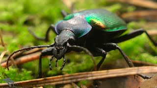 Красотел пахучий Calosoma sycophanta [upl. by Hoban]