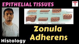 Histo – Epithelial T – Zonula Adherens  Dr Prashant Sharma [upl. by Atoked]