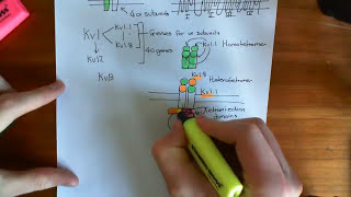 Voltage Gated Potassium Channels [upl. by Lehrer]