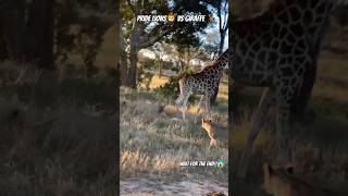 Giraffe Kicks incapacitated Lion wildlife [upl. by Marguerie]