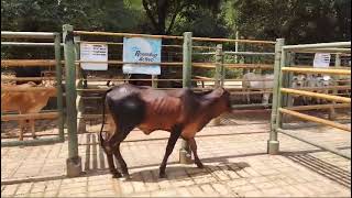 Lote Nro 3 [upl. by Spearing]