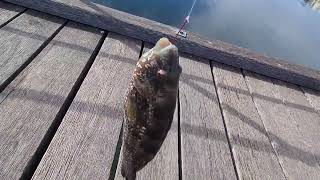 Streaky bay jetty South Australia [upl. by Adlez]