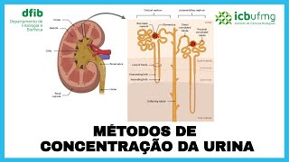 Fisiologia Renal  Métodos de concentração da urina com foco no mecanismo de contracorrente [upl. by Charleen]