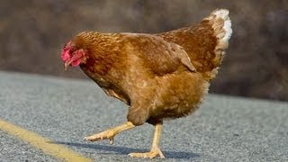 Why Did The Chicken Cross The Road [upl. by Huckaby]