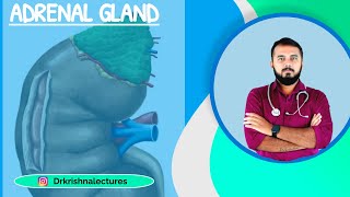 Adrenal gland part 3 [upl. by Vania673]