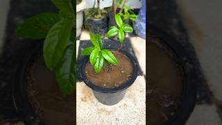 🪴 Growing allamanda vine 🌿🌿trending youtubeshorts viral homegardening [upl. by Asylla]