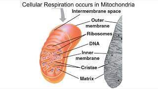 About chloroplast  structure and function  3D animated [upl. by Atte]