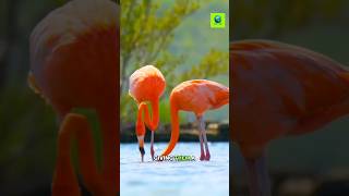 Flamingos Color Transformation [upl. by Adelric941]