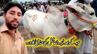 Dera ismail khan mandi on session 2024🐑🐄🦙pak panjab [upl. by Adnaval]