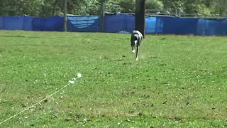 What is Lure Coursing  United Kennel Club UKC [upl. by Hunter]