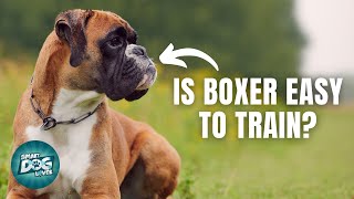 Boxer dog talks back to owners demands cheese [upl. by Enneirdna]