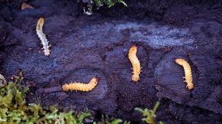 Larves de coléoptères xylophages [upl. by Borden]