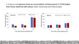 Growth and phycocyanin production with Galdieria sulphuraria UTEX 2919 [upl. by Euqram332]