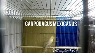 Мексиканская чечевица Carpodacus mexicanus [upl. by Acirt]